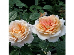 SPICY PARFUMA (hybrid tea)